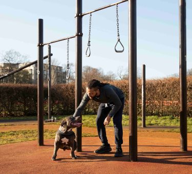 Dog training Dubai for Rescue and Adopted Dogs